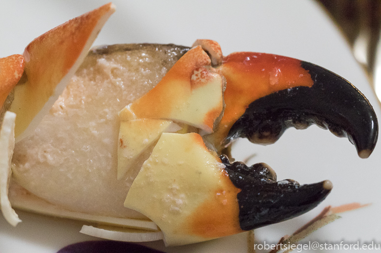 stone crab